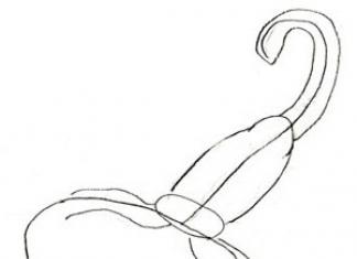 Скорпион знак зодиака как рисовать Рисуем скорпиона поэтапно